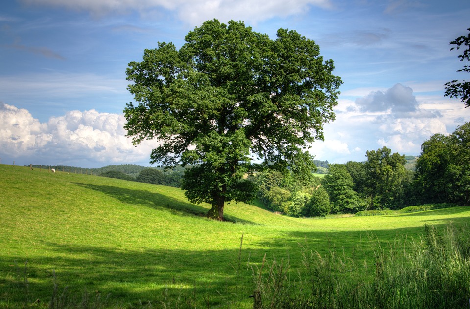 Parco Mediceo di Pratolino