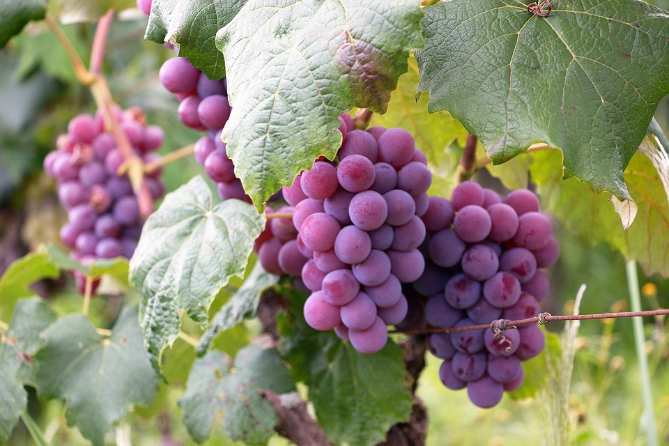 Strada del Vino Chianti Rufina e Pomino